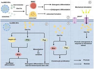 The role of Clec11a in bone construction and remodeling